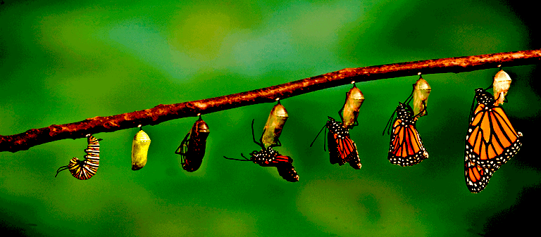 3. Butterfly-metamorphosis